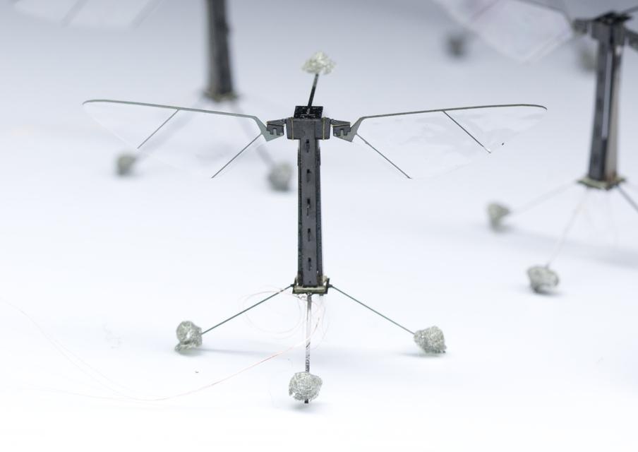 Harvard's Robotic Insect ...