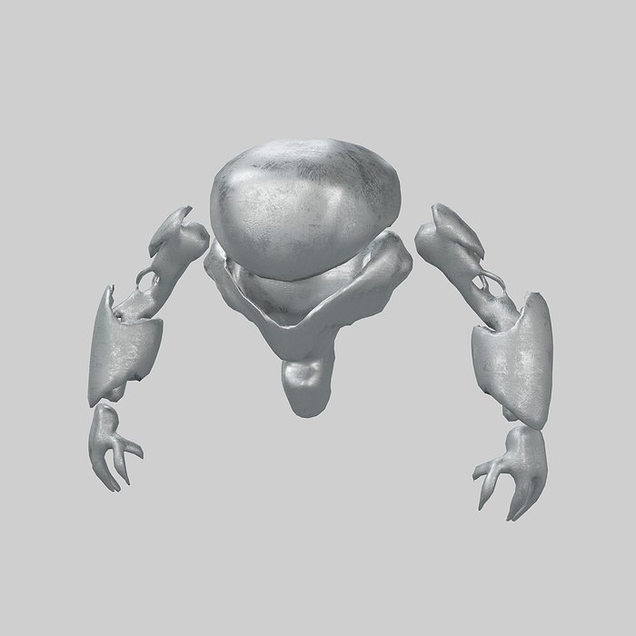 Cartoon Bot Character v1 002