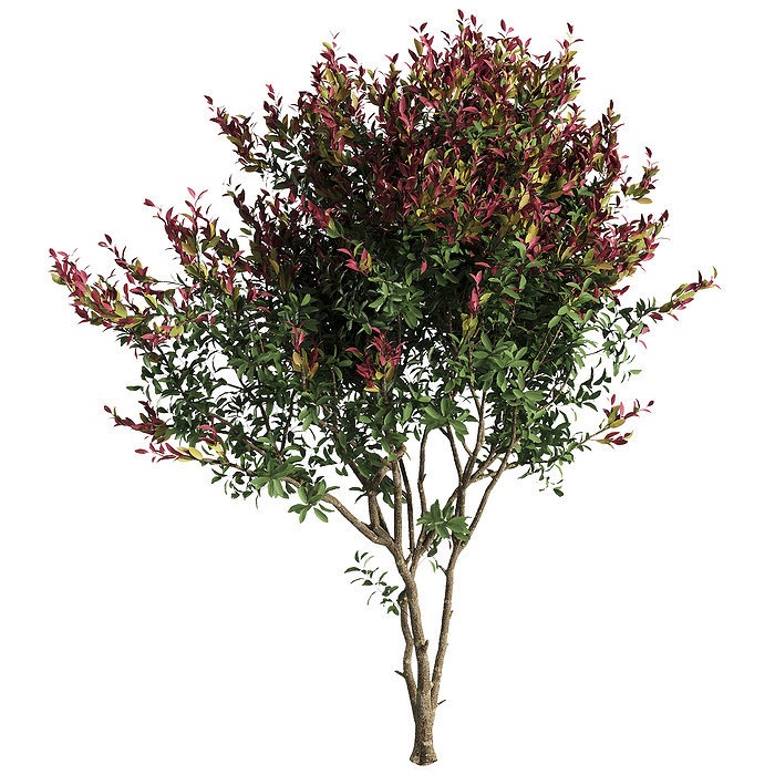 Photinia RedTip Forest