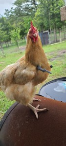 Robochicken