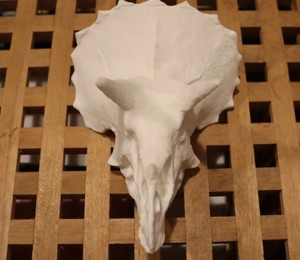 Triceratops Skull