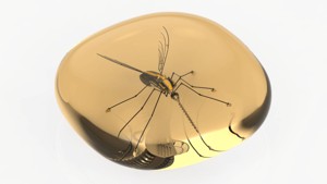 Amber Mosquito