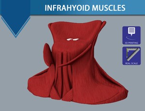 Infrahyoid muscles