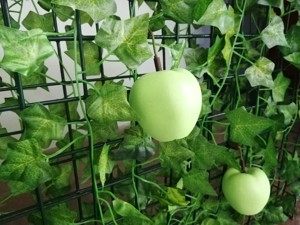 Magnetic Apple