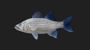 Whitebass