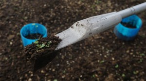 GARDEN PICKER